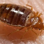 New Study Shows Bed Bugs Can Carry MRSA