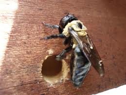 Big, Buzzing Carpenter Bees