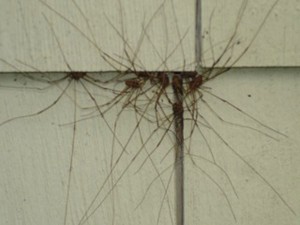 Daddy Longlegs: Beneficial, Or A Minor Nuisance