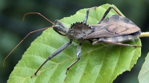 Wacky Wheel Bugs