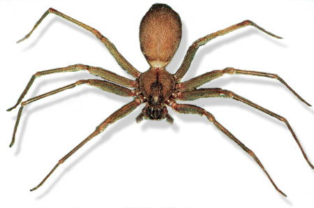 Spider Basics