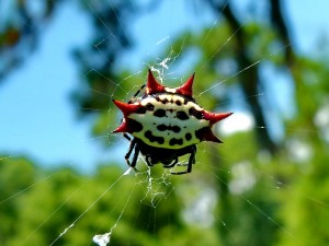 The Crab-Like Orbweaver