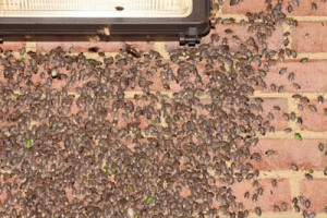 The Brown Marmorated Stink Bug