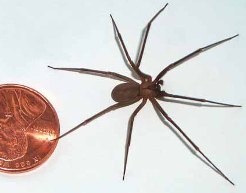 The Brown Recluse Spider