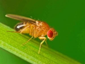 About Those Fruit Flies…