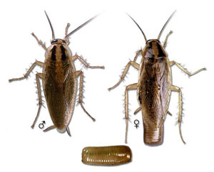 The Mystery Of The German Cockroaches
