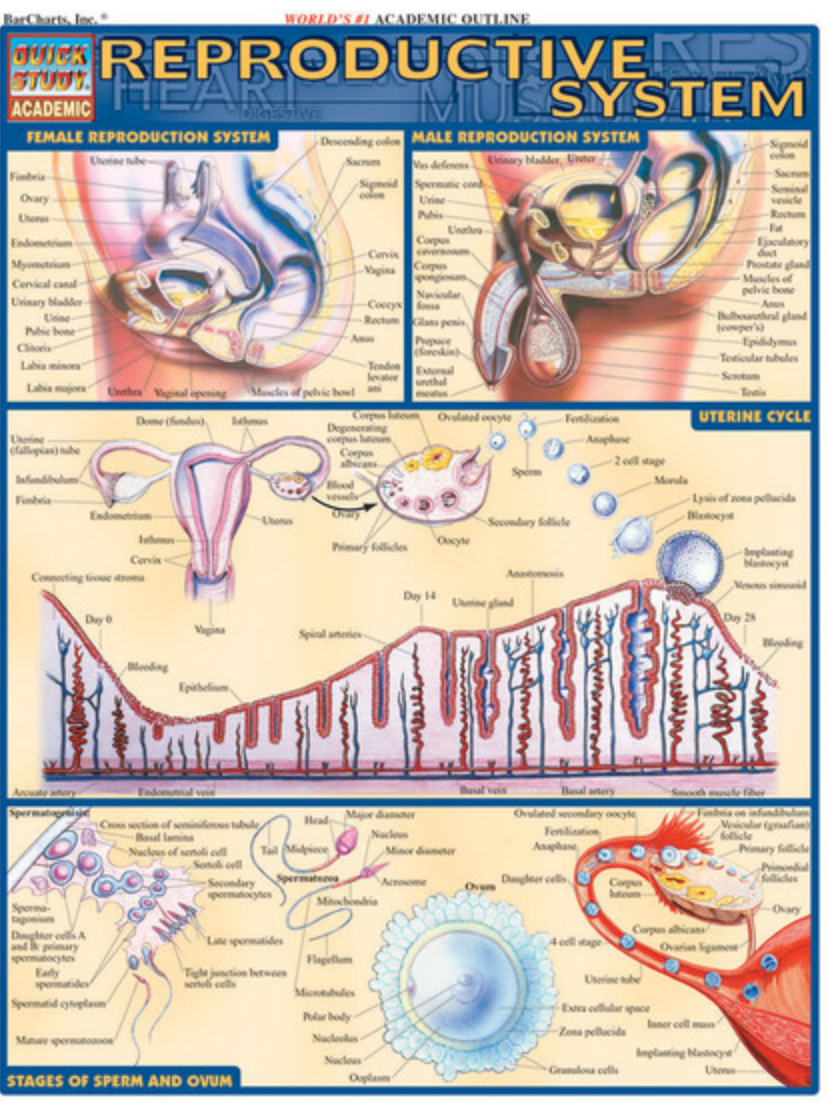 REPRODUCTIVE SYSTEM