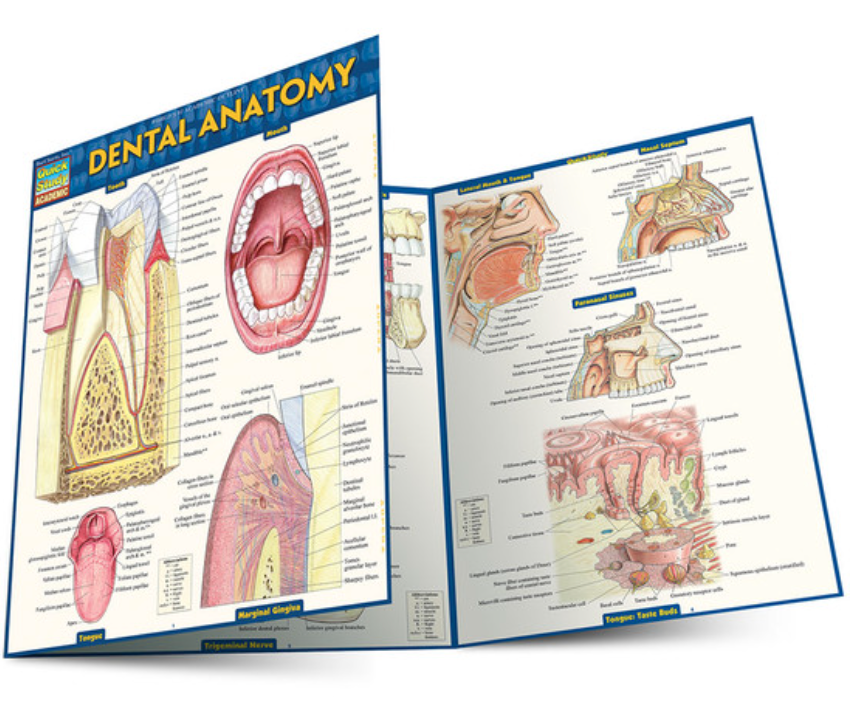 DENTAL ANATOMY- TRIFOLD