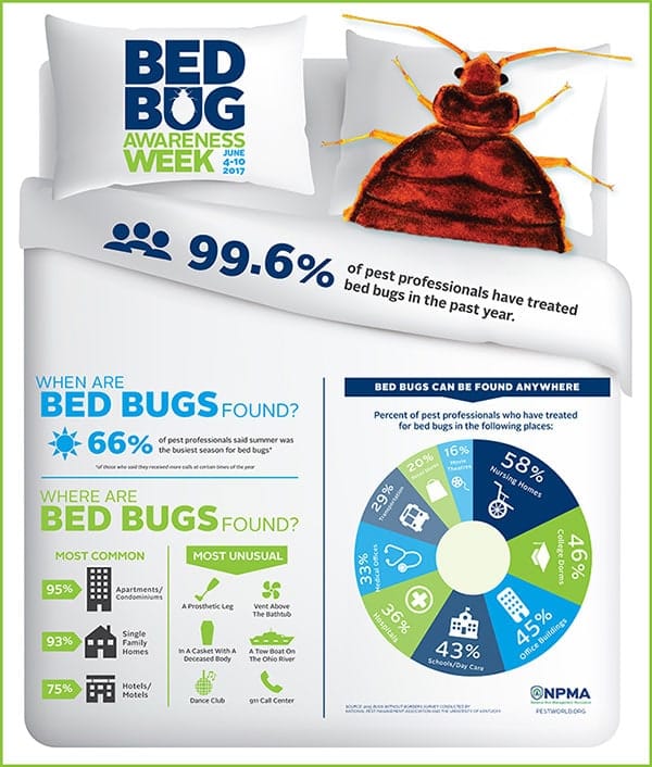 Blog Where are bed bugs most likely to be found?