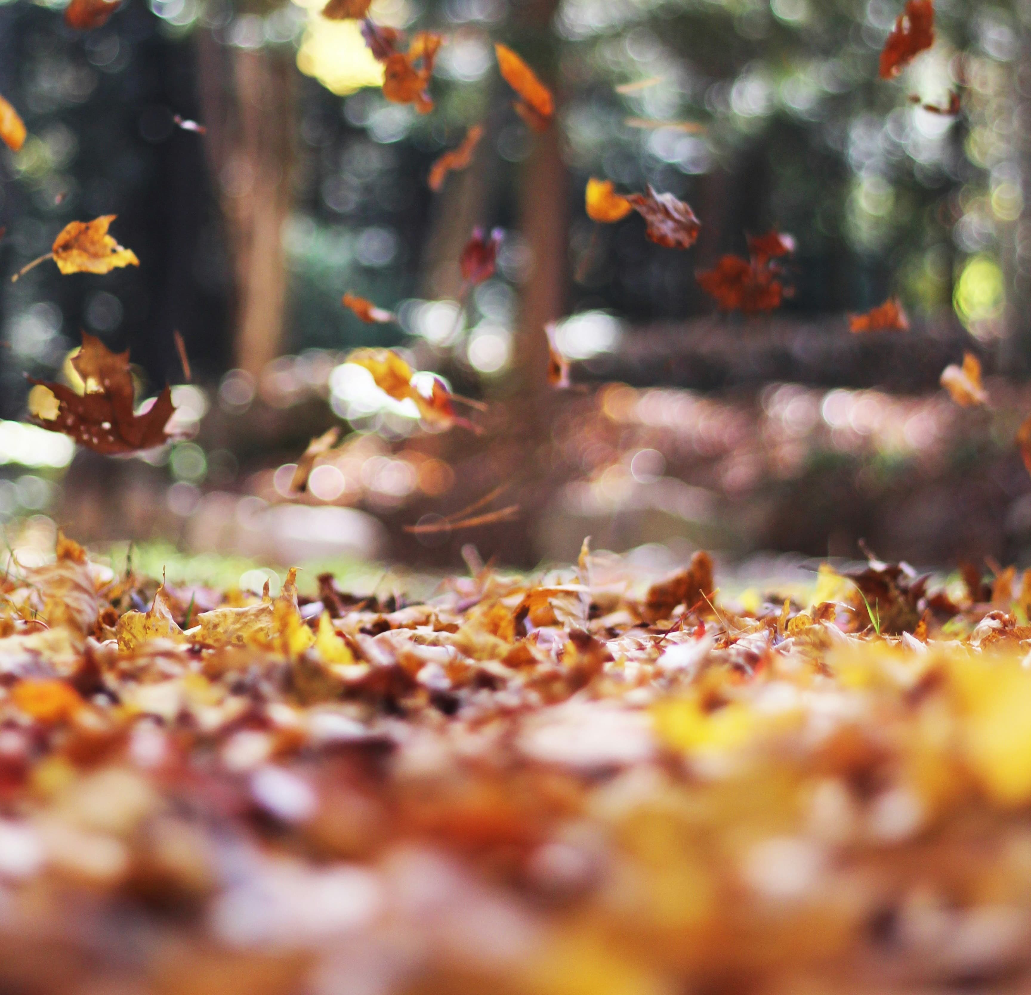 autumn leaves