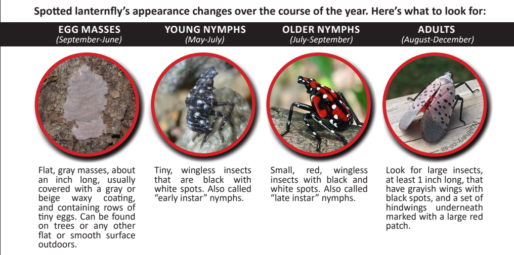 Spotted Lanternfly Changes in Appearance