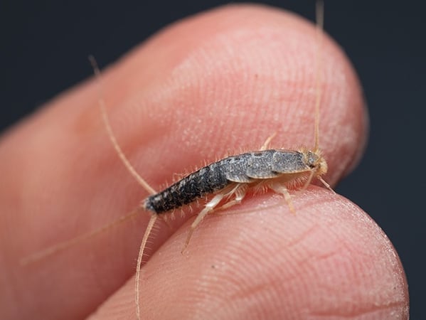 silverfish crawling on hand