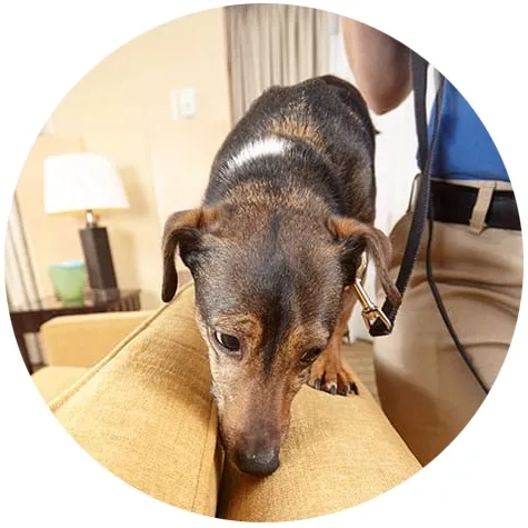 rose bed bug sniffing dog
