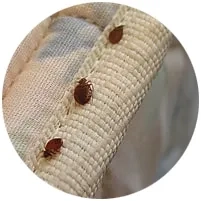 bed bugs in ohio bed bugs in mattress seam