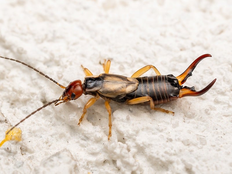 earwig on flour