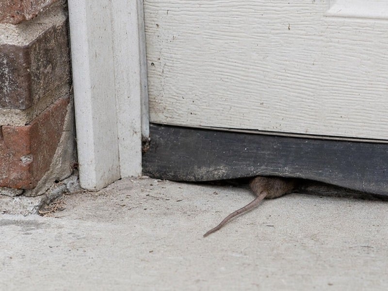 rat tail under garage door