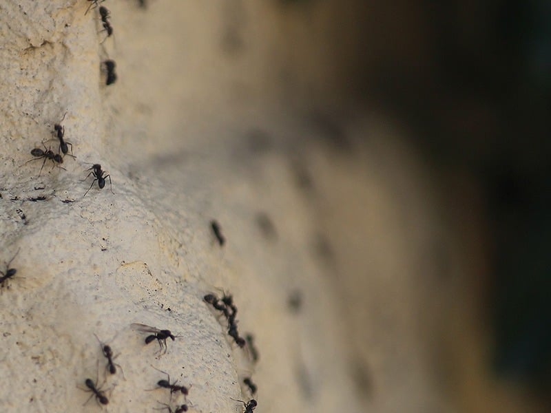 ants crawling on a rock