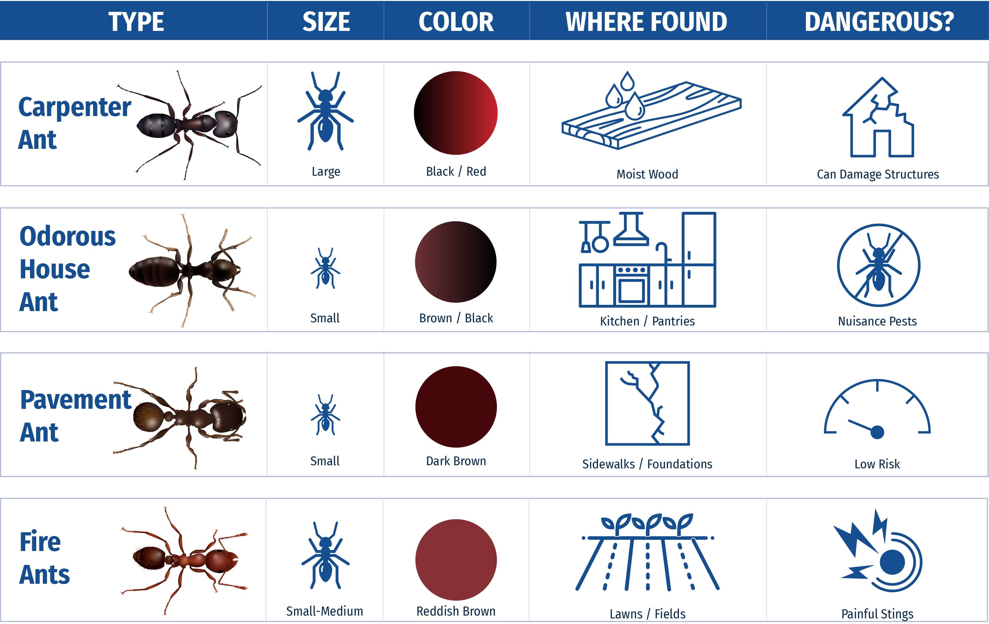 chart of ants commonly found in tn