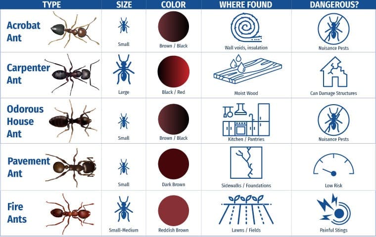 chart of ants commonly found in tn