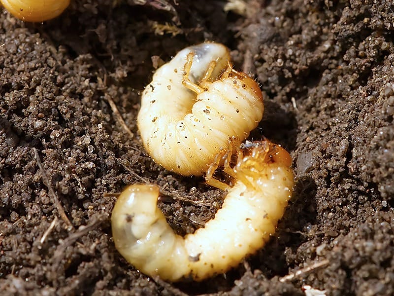 grubs in dirt