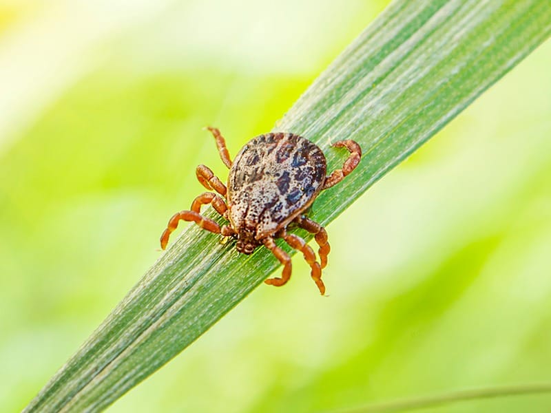 tick crawling on grass in tulsa lawn