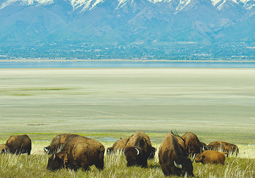 Are you the Buffalo or the Cow?