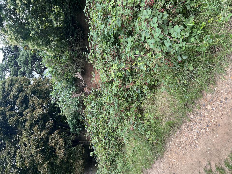 Anna Luisa Schaffgotsch's Photo