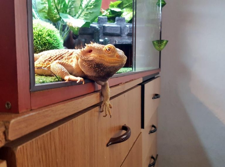 Cuddly Bearded Dragon