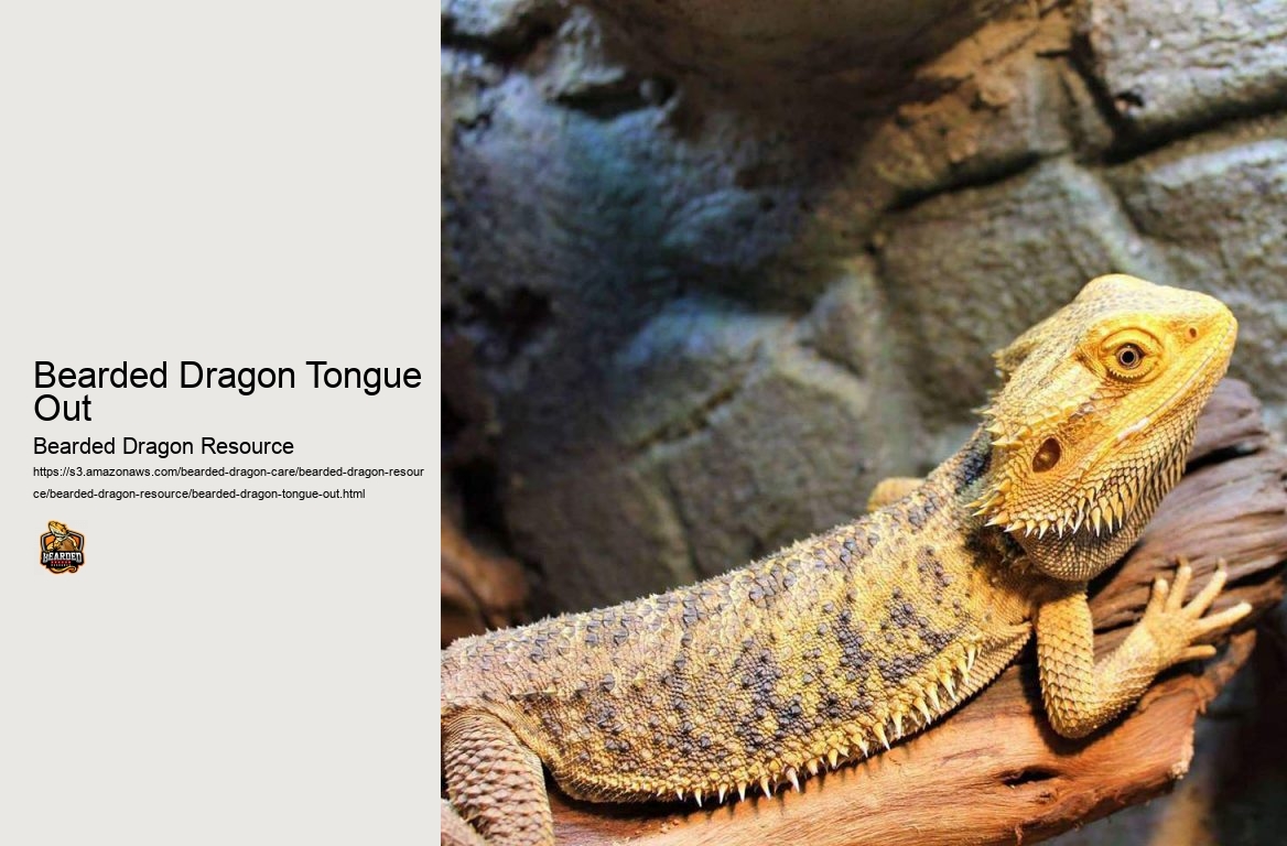 Bearded Dragon Tongue Out