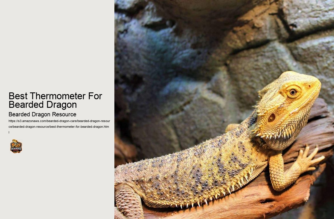 Best Thermometer For Bearded Dragon