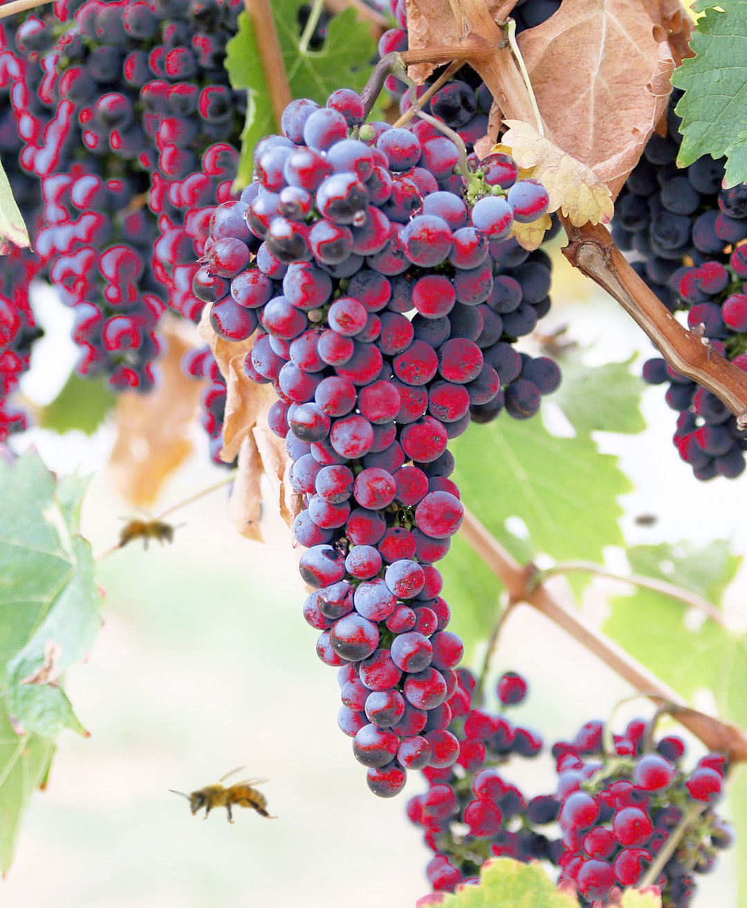 BeautifulNow is Beautiful Now Autumn Grapes