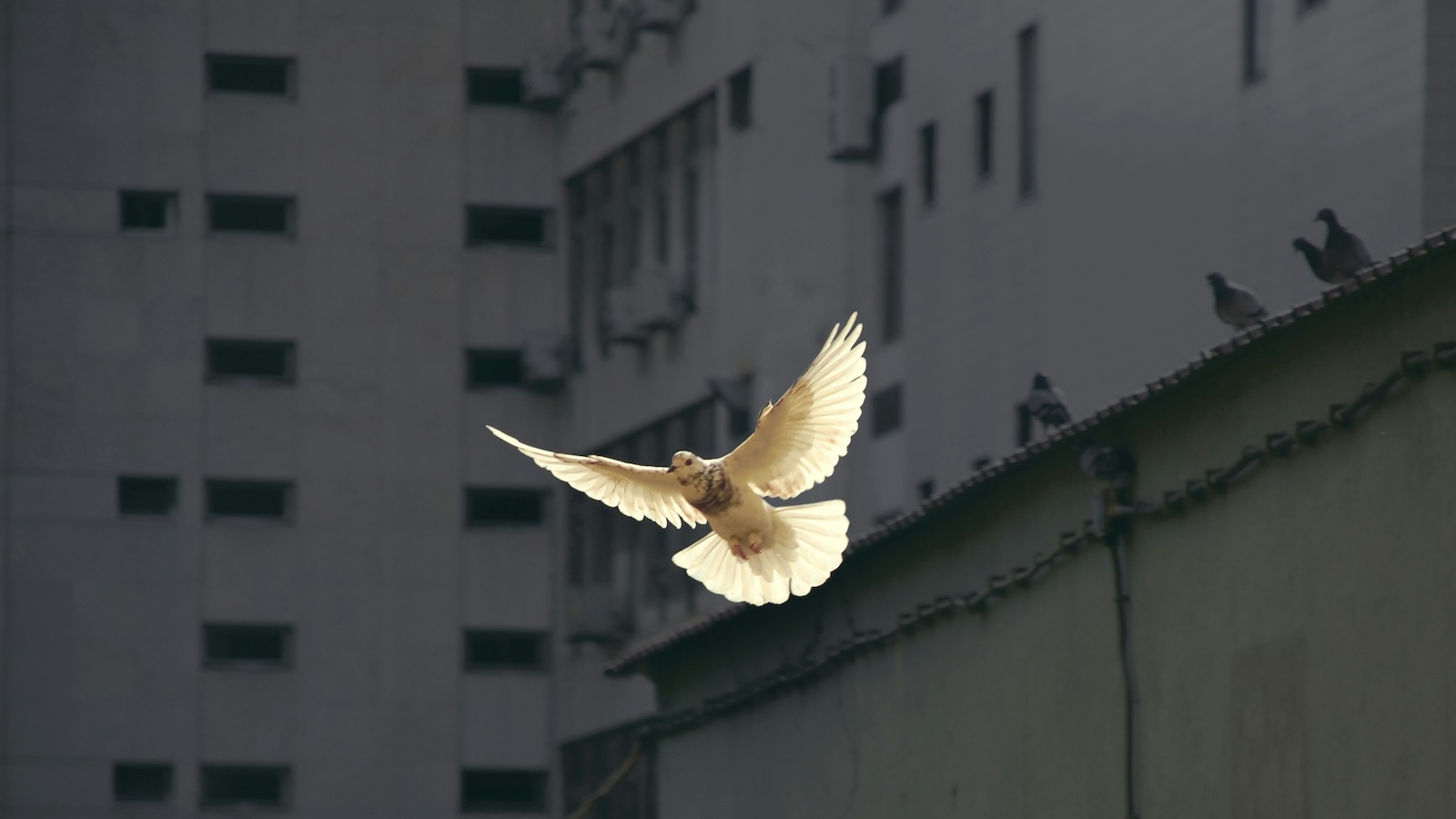 Dove flies in front of a gray building