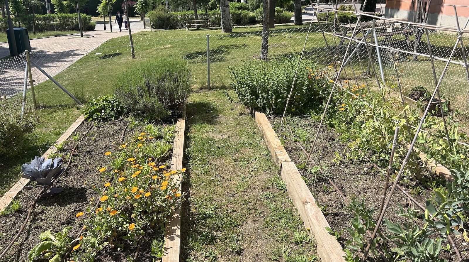 Garden beds at Comillas University