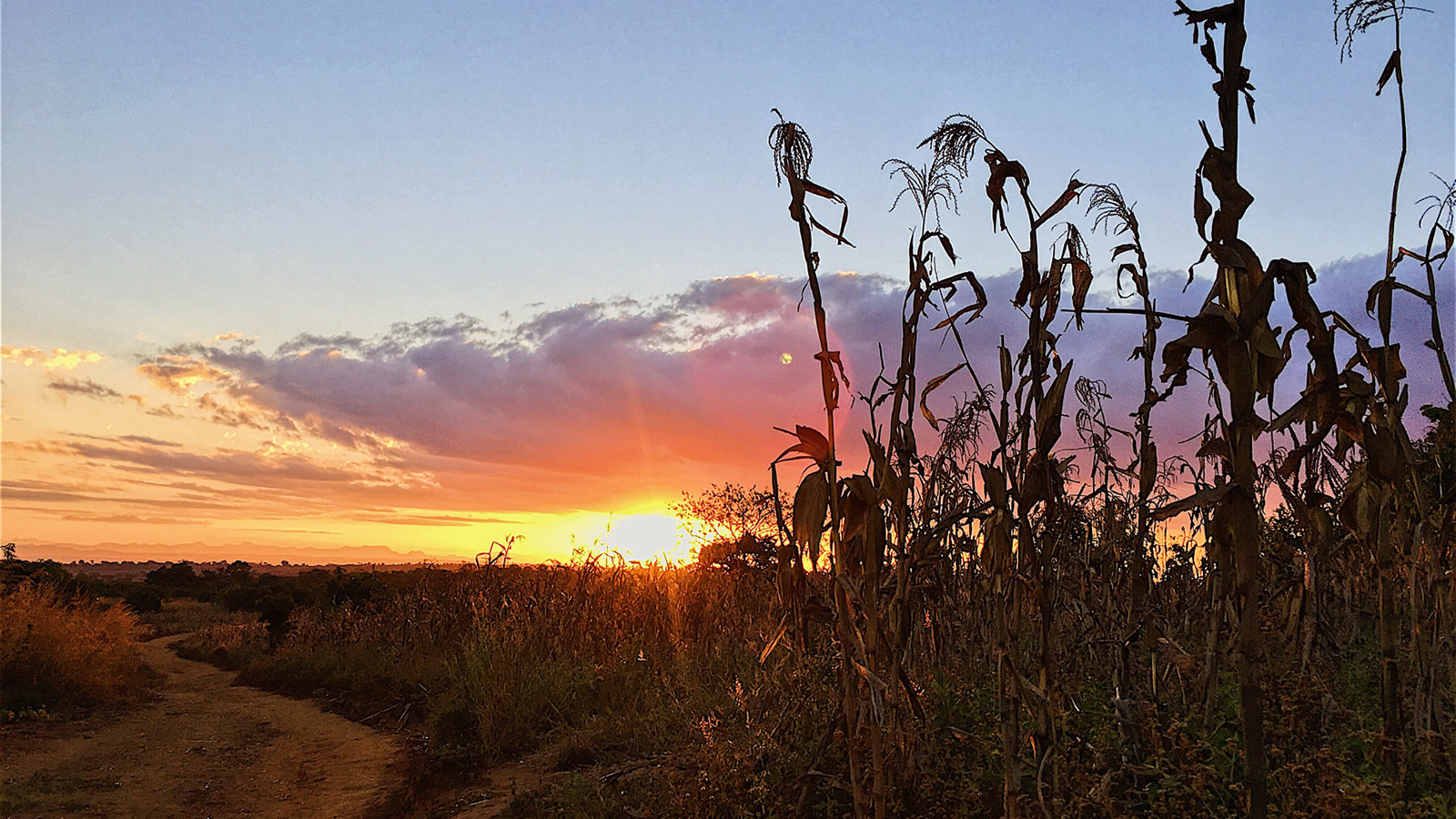 Cornfield at Sunset with Road in Mozambique