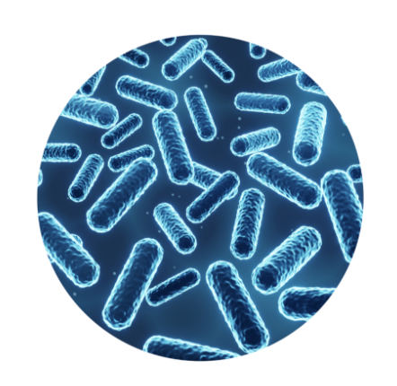 does berberine speed up metabolism