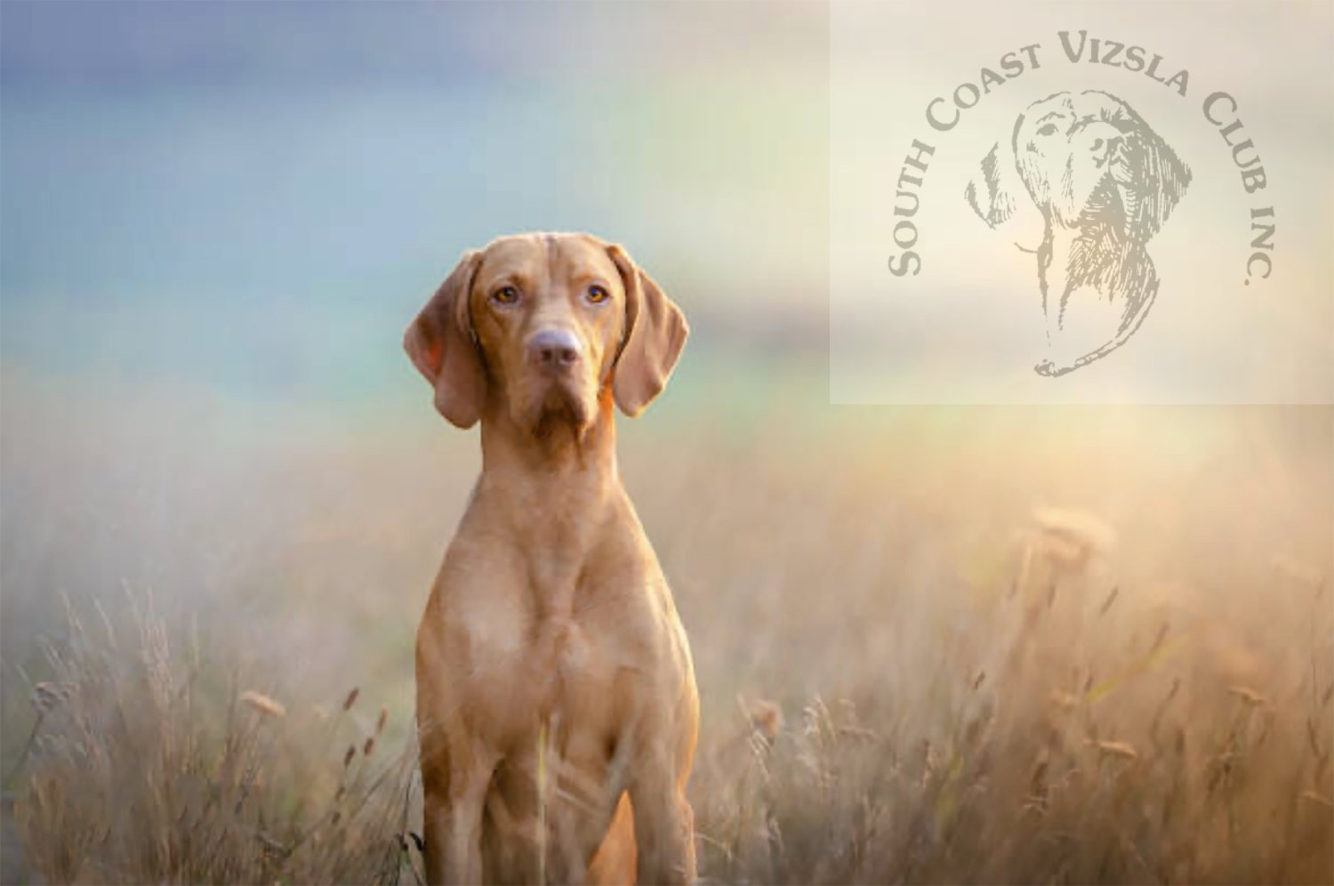 Show Picture Galleries Best In Show Photo