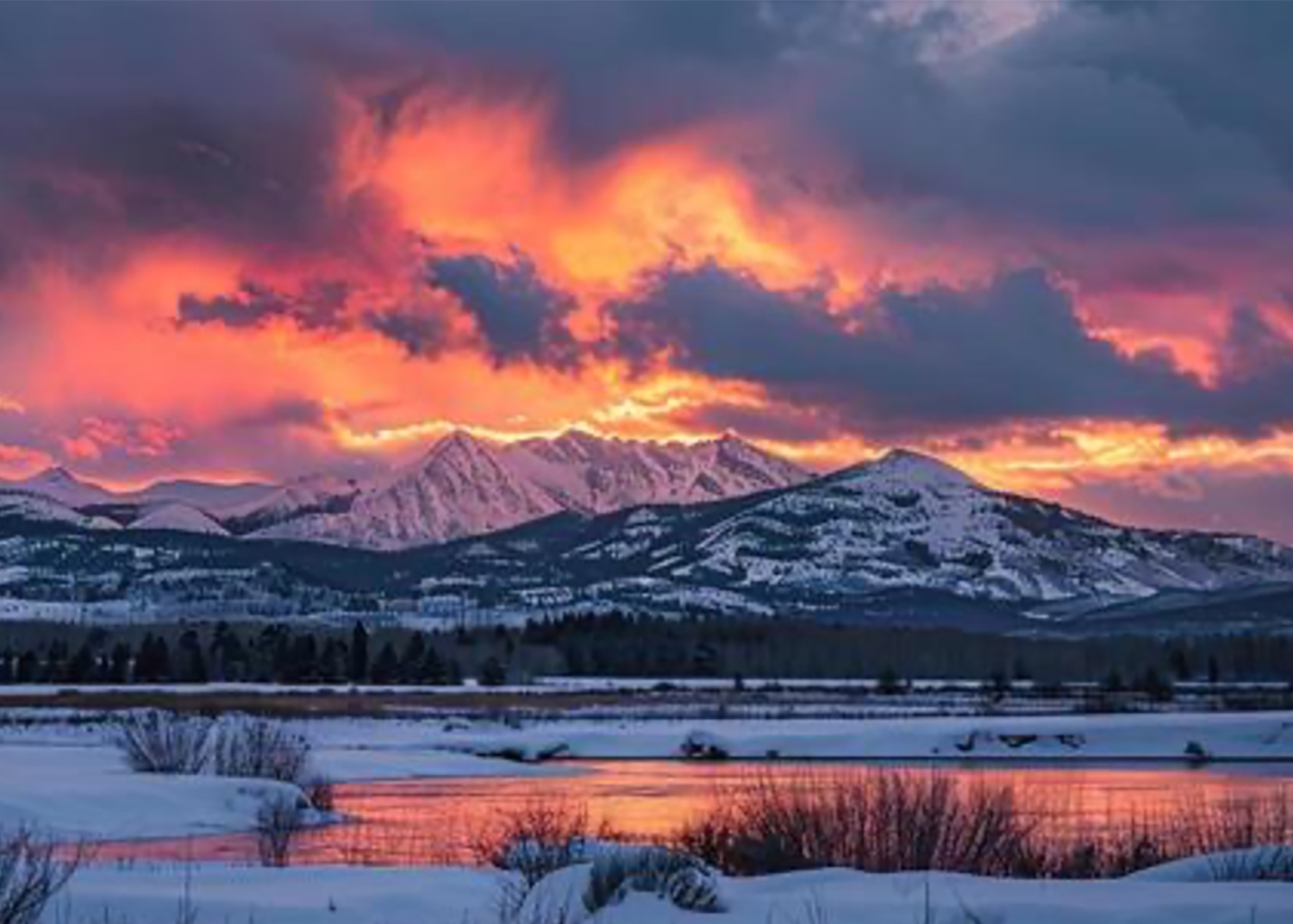 WORKING & TERRIER SHOWS ~ THURSDAY 02.12.2026