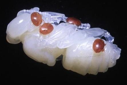Varroa_destructor Mite