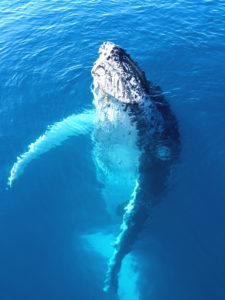 Product Whale Watch From Kona