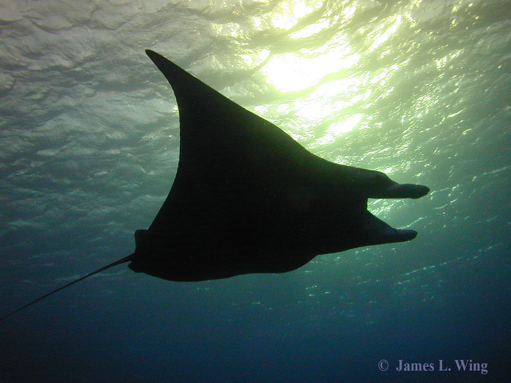 Product Evening Manta Ray Snorkel or Dive