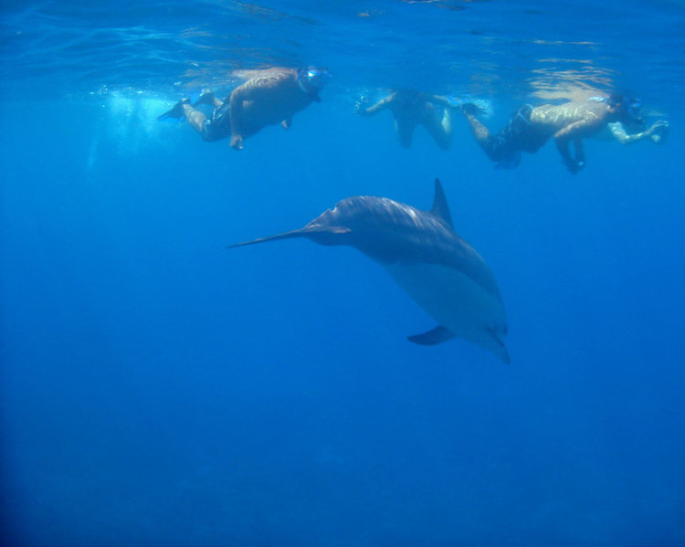 Product Private Dolphin or Manta Swim