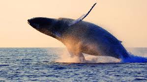 Product Whale Watch From Honokahau