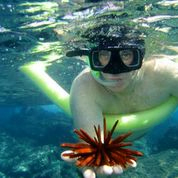 Product Waikoloa/Kohala Snorkel