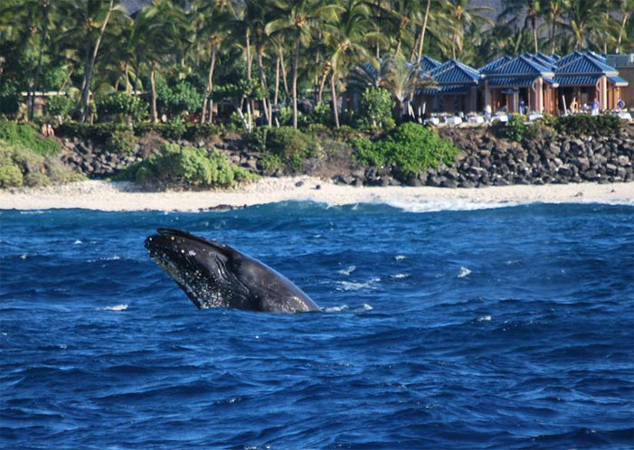Product Kawaihae Whales &amp; Cocktails