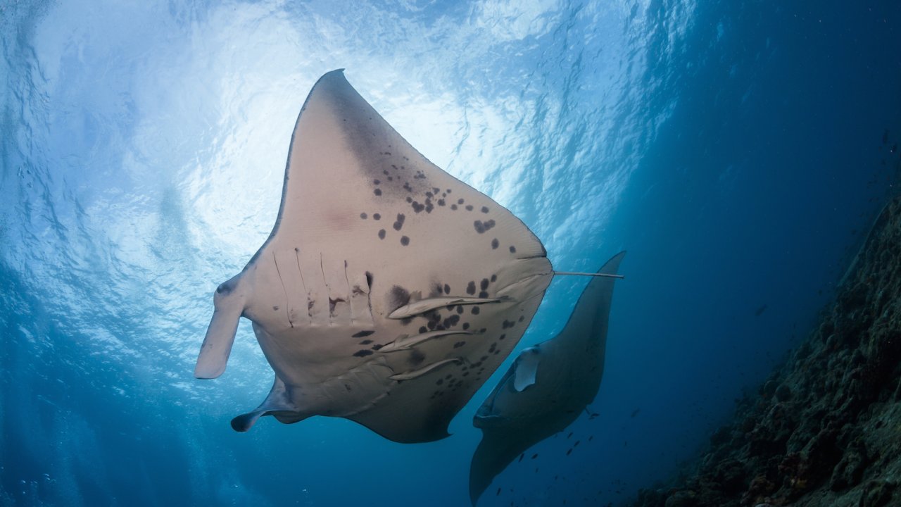 Product Manta Ray Snorkel 