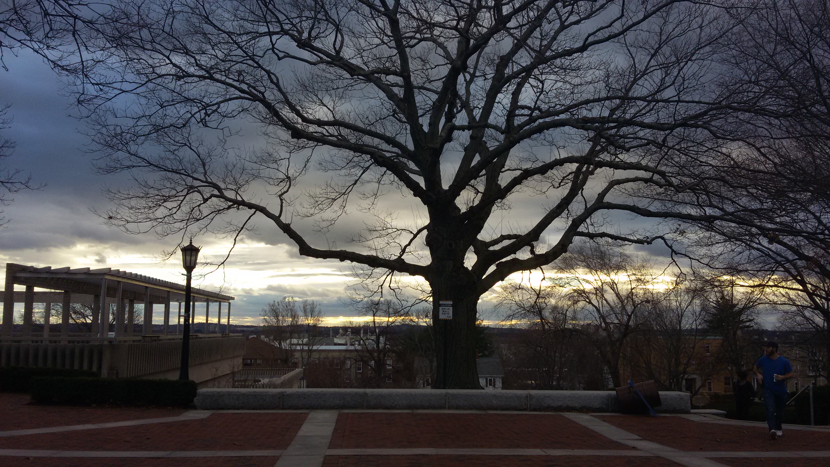 Tree overlooking library steps