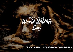 Wild Wonders Challenge