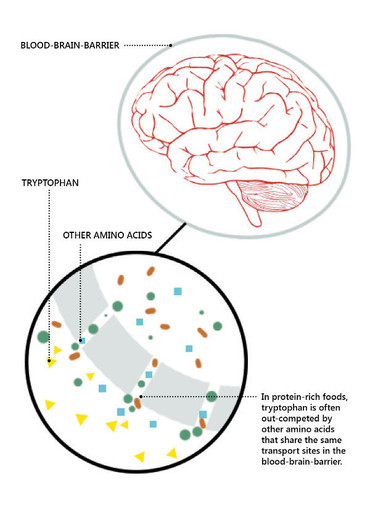 Tryptophan Paradox Diagram