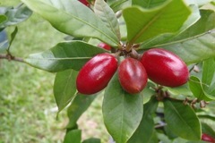 Miracleberry listing