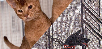 Arch of cats and dogs listing